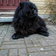 Chow chow Samson