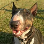 Bullterrier miniature   tazz