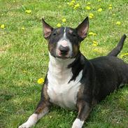 Bullterrier miniature   tazz