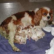 Cavalier king charles spaniel Tulle