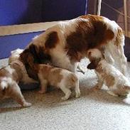 Cavalier king charles spaniel Tulle