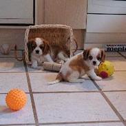 Cavalier king charles spaniel Tulle