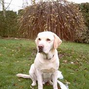 Labrador retriever Meeko