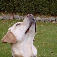 Labrador retriever Meeko