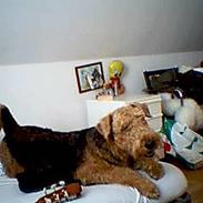 Airedale terrier monty