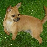 Chihuahua zessa