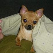 Chihuahua zessa