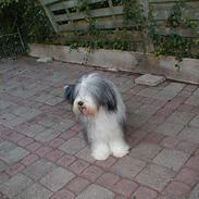 Bearded collie Igor´s Black Nanna