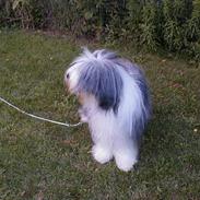 Bearded collie Igor´s Black Nanna