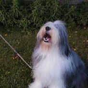 Bearded collie Igor´s Black Nanna