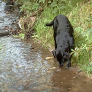 Labrador retriever Nanna