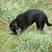 Labrador retriever Nanna