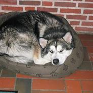 Alaskan malamute anvik