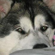 Alaskan malamute anvik