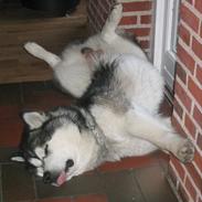 Alaskan malamute anvik