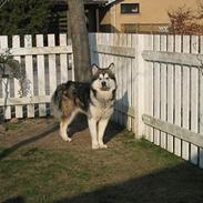 Alaskan malamute anvik
