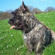 Cairn terrier Tico