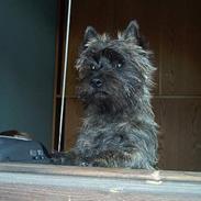 Cairn terrier Tico