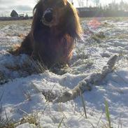 Gravhund Lasse
