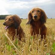Gravhund Lasse