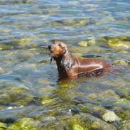 Gravhund Lasse
