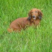 Gravhund Lasse