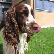 Engelsk springer spaniel Victor