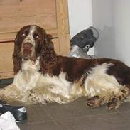 Engelsk springer spaniel Victor