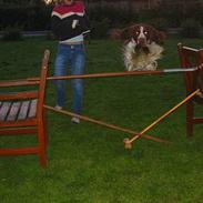 Engelsk springer spaniel Victor