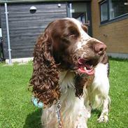 Engelsk springer spaniel Victor
