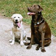 Labrador retriever Anton / Korols Bufas