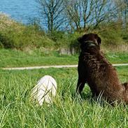 Labrador retriever Anton / Korols Bufas