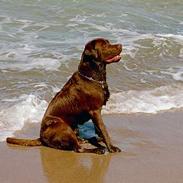 Labrador retriever Anton / Korols Bufas