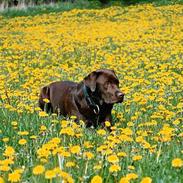 Labrador retriever Anton / Korols Bufas