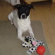 Dansk svensk gaardhund molly