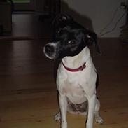 Dansk svensk gaardhund molly