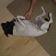 Dansk svensk gaardhund molly