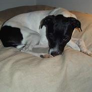 Dansk svensk gaardhund molly