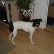 Dansk svensk gaardhund molly