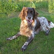 Kleiner münsterländer Rusty