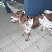 Kleiner münsterländer Rusty