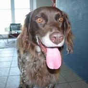 Kleiner münsterländer Rusty