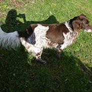 Kleiner münsterländer Rusty