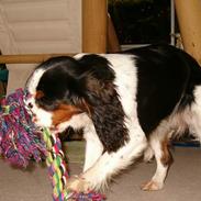 Cavalier king charles spaniel Allways Almighty Xelma RIP Himmelhund.