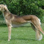 Saluki Tara