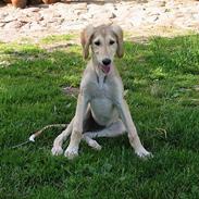 Saluki Tara