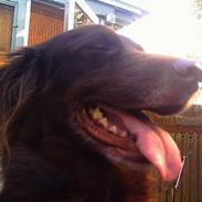 Blanding af racer Cokko