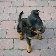 Rottweiler Nala ***R.I.P.***