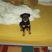 Rottweiler Nala ***R.I.P.***