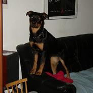 Rottweiler Nala ***R.I.P.***
